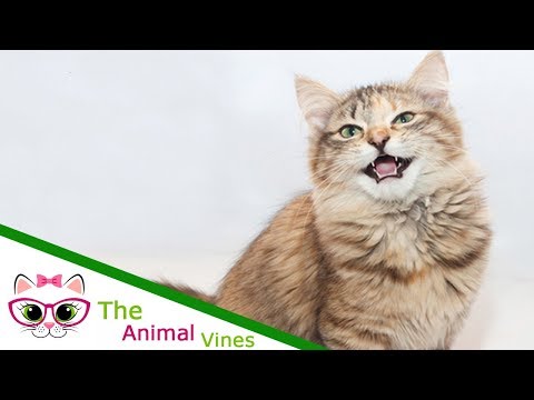 How To Take Care Of Cats | Cat Trilling: Why It Happens and What Your Cat Is Telling You