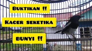 Download lagu Cier..cier..suara burung kacer ngeplong efektif membantu kacer bahan jadi bunyi!#kacer #kacergacor mp3