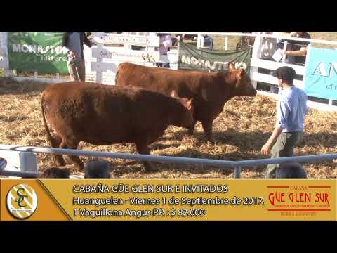 01-09-17 Venta de Tern. y Vaq. P.P. - Cab. Güe Glen Sur e invitados - Huanguelen.