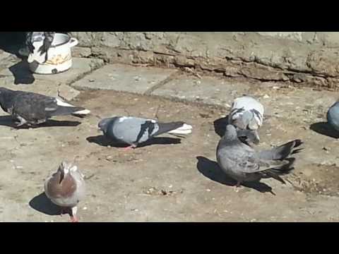 29 марта разбор голубей после полета