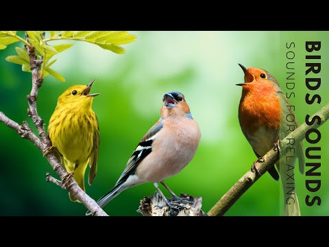 Birds Singing - Stunning Nature, Stress Relief, Relaxing Birds Sound, Soothing Birds Chirping