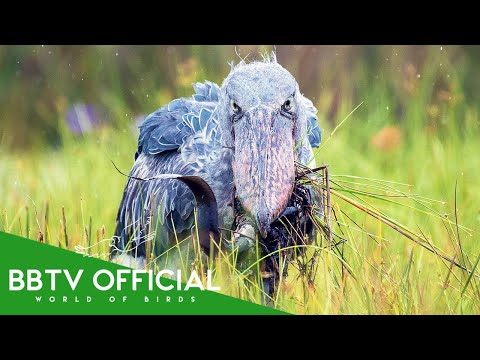 THE SHOEBILL: The Silent Reaper of Africa’s Swamps | BBTV Official
