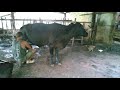 Tirando Leite Da Vacas No Curral Pela Manhã Seção Mamação Leitões Vem Correndo Atrás Do Cumpa