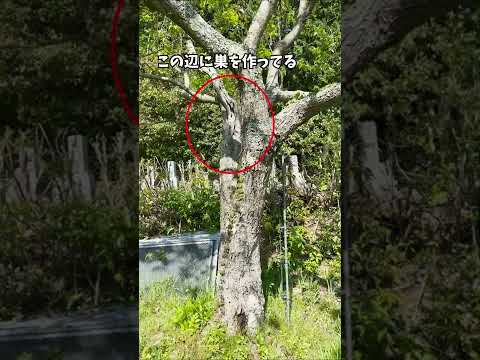 鳥の好きな色は何ですか?巣箱に使うのはどれでしょうか？羽の生えた鳥を惹きつける7つの色合いをご紹介します。  庭園