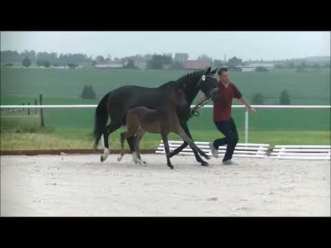 Stutfohlen von Bonds x Cabaret im Juni 2021