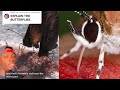 Why Butterflies Are NOT Your Friend But Some Sharks Are