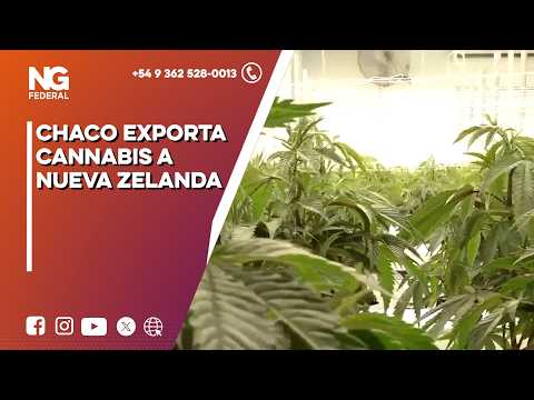 NG FEDERAL - CHACO EXPORTA CANNABIS A NUEVA ZELANDA - COLONIA ELISA