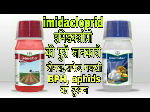 download lagu mp3 mp4 Imida, download lagu Imida gratis, unduh video klip Imida