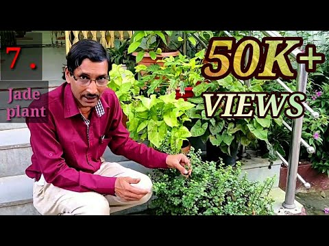 download lagu mp3 mp4 Low Maintenance Balcony Plants, download lagu Low Maintenance Balcony Plants gratis, unduh video klip Low Maintenance Balcony Plants