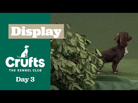 Elegance in Every Step  🐾✨Gundog Display | Crufts 2025
