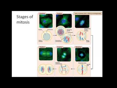 Mitosis meiosis BIO 220