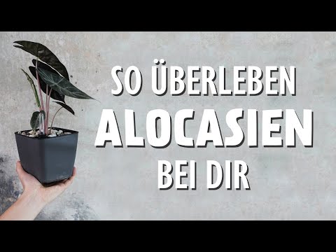 So hältst du deine Alocasia am Leben (in mineralisches Substrat umtopfen mit Anleitung)