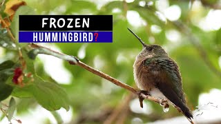 Frozen Hummingbird?