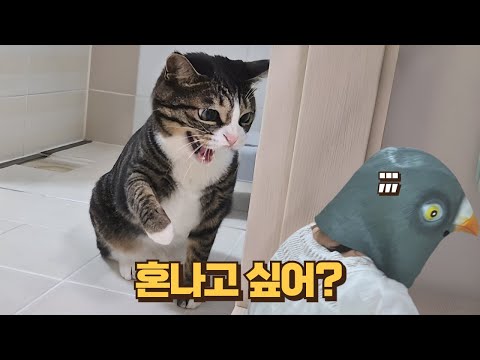 짜 비둘기 무서워서 뚝배기도 못 날리던 고양이가 큰언니인 걸 알았을 때 반응
