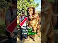 Top 4 GIANT Dogs you won't believe are Real!