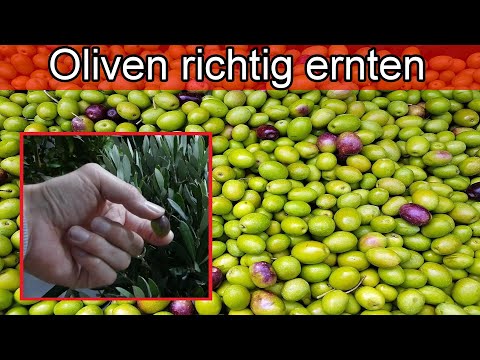 Oliven ernten in Deutschland – Olivenbaum Ernte Erntezeit Zeitpunkt wann erntereif wie Oliven Ernte