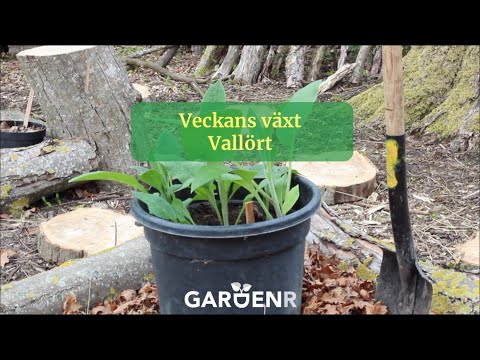 Veckans växt Vallört - Bocking 14 - Trädgårdshacks med GardenR
