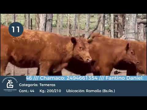 Lote Hembras - Ramallo Bs As