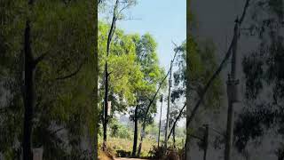 Download lagu #viralvideoshorts #supporthumanity #cricketlover #howtomakechocolateathome #foryou I’m mp3