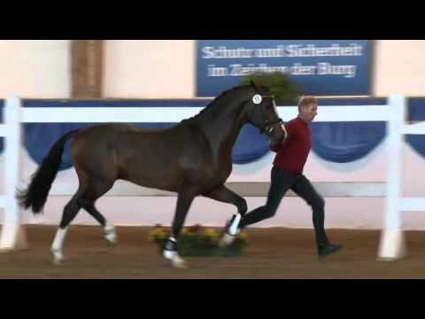 KN 45 v. Cascadello I – Ahorn Z, *2013