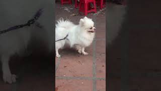 Dog Troubles USA đang phát trực tiếp!