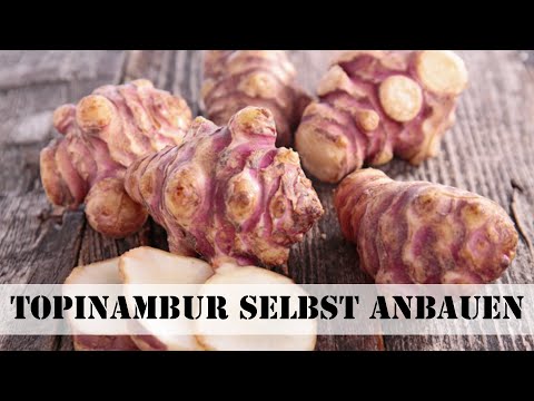 Topinambur selbst anbauen