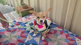 Video preview image #1 Basenji Puppy For Sale in Bandera, TX, USA