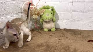 シンガプーラの動画01