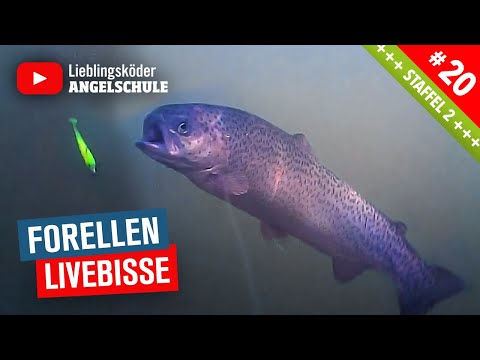Forellenangeln Livebisse 🔥🔥🔥 [Unterwasser-Aufnahmen]