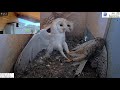 Crazy!!!!! Wild kestrel attacks barn owls pair inside nest and is lucky she escapes with her life!