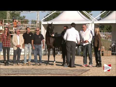 Gold Ch. - N.83 VAN GOGH AM - Bergamo 2015 - Senior Stallions Championship (Class 19)