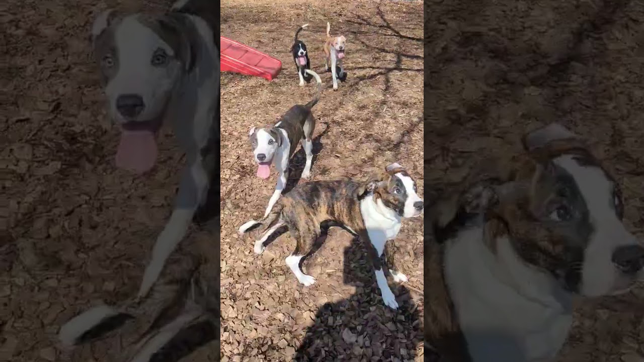 Tessa- #50708, an adoptable mixed breed in Columbia, MD video 2/2