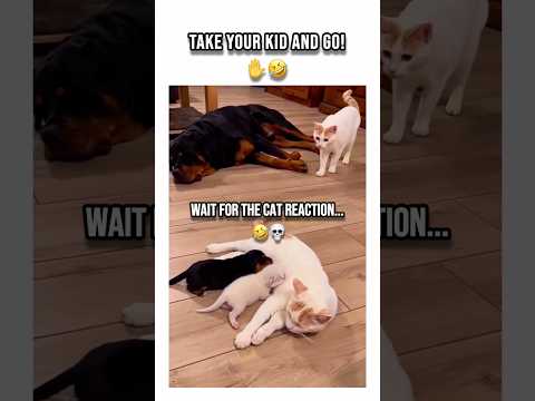 When the Cat is real Boss of the house... 😼😂 #shorts