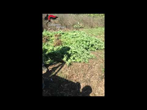 San Nicolò d'Arcidano. Altre 1500 piantine rinvenute in mezzo al mais!