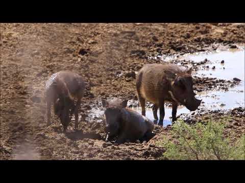 Guźce – afrykańskie dzikie świnie