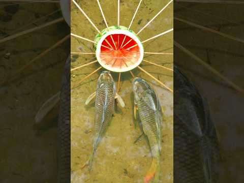✅Survival Wisdom: Watermelon Fish Trap – Nature Provides, Man Learns. #bushcraft #survival #outdoor