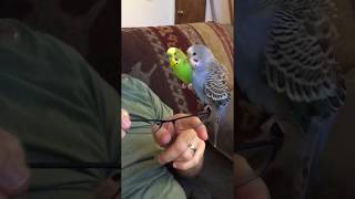 Kiwi and Pixel together - Day 4 vlog - sneezing budgies!