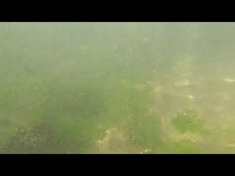 PUNTA COLORADA, MALDONADO, URUGUAY, CARDUMEN DE SARGOS