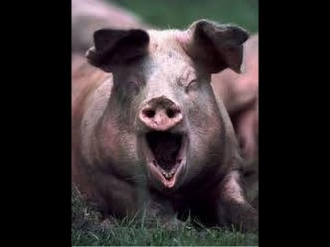 Did You Know Pigs Were This Fast?