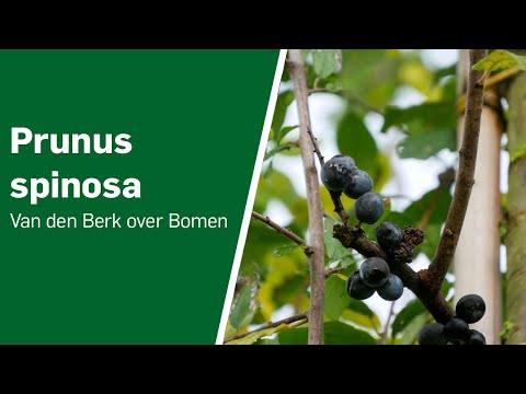 Prunus spinosa - Van den Berk over Bomen