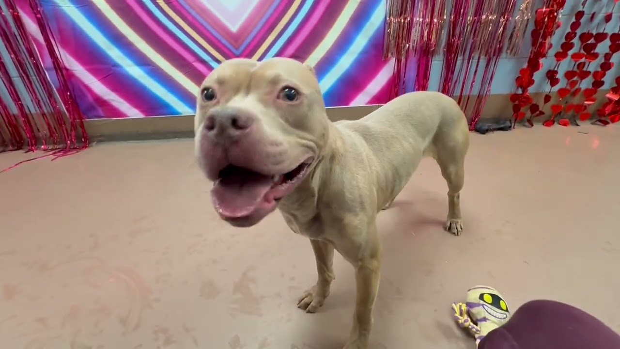 Enlarge Monteverdi, a ADOPTABLE Pit Bull Terrier in Chicago, IL video 5/5