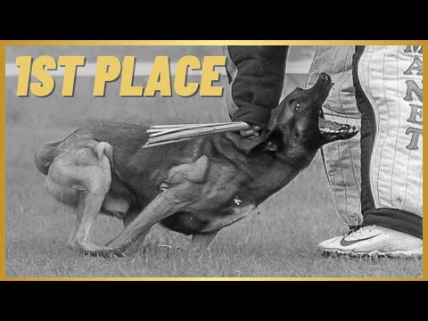 My Malinois Getting FIRST PLACE In French Ring Level 2!