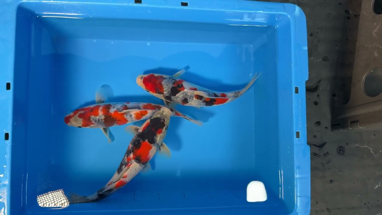 錦鯉/関口養鯉場　当歳C/仙助