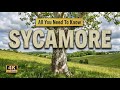 Sycamore Tree All You Need To Know About