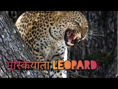 Laughing Leopard । शिकार कहानी । मुस्कुराता तेंदुआ । Hugh Allen Hunting Story । Story Narration