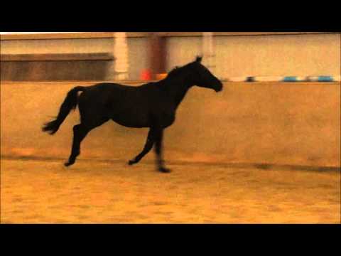 Dressurpferd   2 ,5  jähriger Wallach v. Silberschmied-Lord Sinclair -Matcho AA