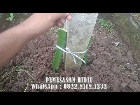 , title : 'PANDUAN MENANAM BIBIT BUAH NAGA MERAH | How To Plant Dragon Fruit / Pitaya'