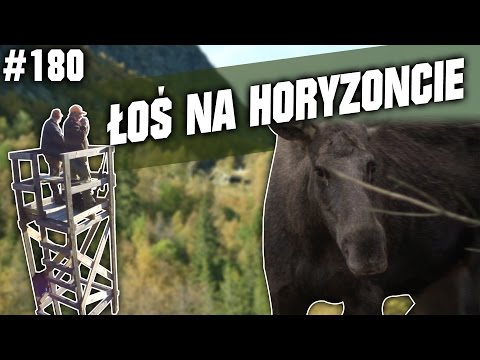 Darz Bór odc. 180 - Łoś na horyzoncie