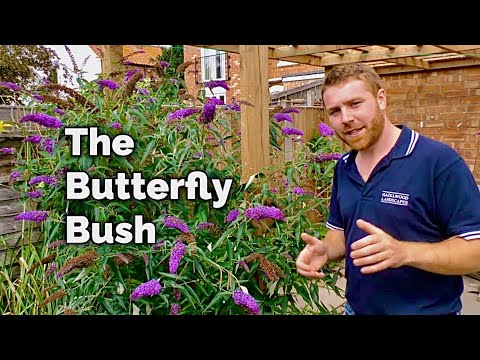 image-Why is my butterfly bush not growing?