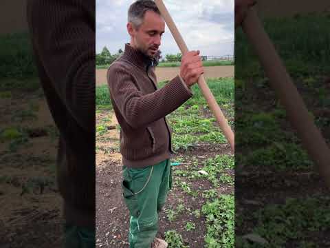 Unkraut hacken auf größerem Bereich